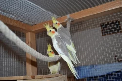 PRODáM - mladé korely, 3 ks - skořicové straky